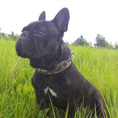 Fransk bulldog King aka Batmand 2
