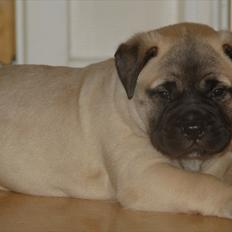Bullmastiff Boulevard of Fame's Bifrost( Bee)