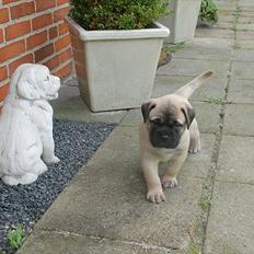 Bullmastiff Boulevard of Fame's Bifrost( Bee)