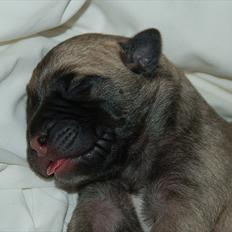 Bullmastiff Boulevard of Fame's Bifrost( Bee)