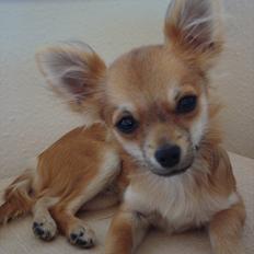 Chihuahua Adam
