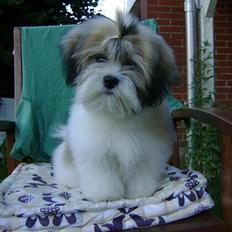 Lhasa apso zmilla