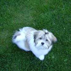 Lhasa apso zmilla