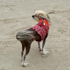 Chinese crested hårløs Frida