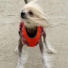 Chinese crested hårløs Frida