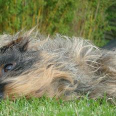 Miniature gravhund Eddie