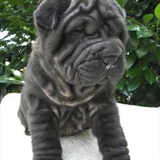 Shar pei Kaiser