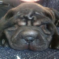 Shar pei Kaiser