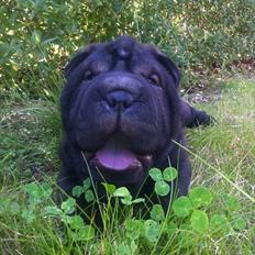 Shar pei Kaiser