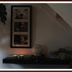 Amerikansk staffordshire terrier ICEMAN R.I.P. 