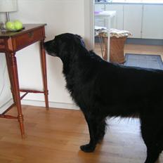Flat coated retriever Thilde