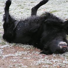 Flat coated retriever Thilde