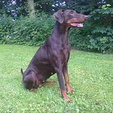 Dobermann Angèl von Nosenburg