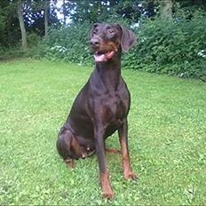 Dobermann Angèl von Nosenburg