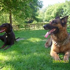 Dobermann Angèl von Nosenburg