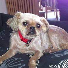 Griffon bruxellois Tøsen