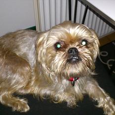 Griffon bruxellois Tøsen