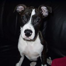 Amerikansk staffordshire terrier Staff-dog's Angel