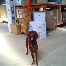 Irsk setter josef