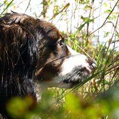 Blanding af racer Balder