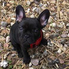 Fransk bulldog Nanna