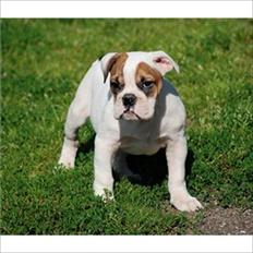 Olde english bulldogge dennis