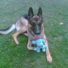 Schæferhund Cako <3 - Himmelhund