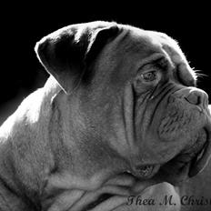 Dogue de bordeaux Rock