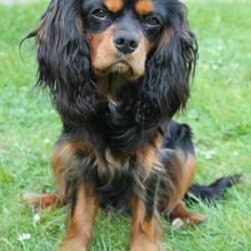 Cavalier king charles spaniel Piccocane's Charlie