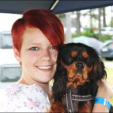 Cavalier king charles spaniel Piccocane's Charlie