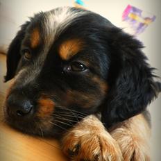 Blanding af racer Milla