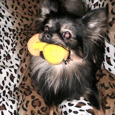 Blanding af racer Dot