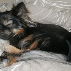 Blanding af racer Dot