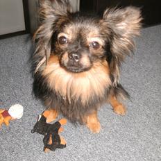 Blanding af racer Dot