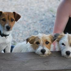 Jack russell terrier Conrad