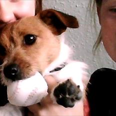Jack russell terrier Carla