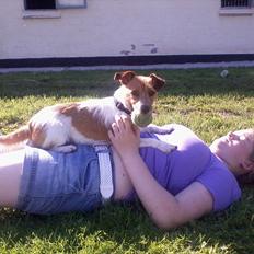 Jack russell terrier Carla