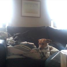 Jack russell terrier Carla