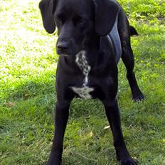 Blanding af racer Maggie
