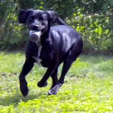 Blanding af racer Maggie