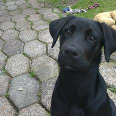 Blanding af racer Rottweiler/lab Diego [ Tidliger hund]