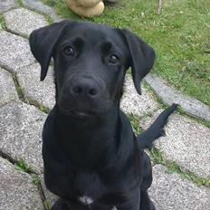 Blanding af racer Rottweiler/lab Diego [ Tidliger hund]