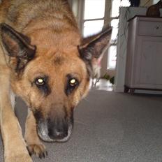 Schæferhund Biti