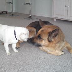 Schæferhund Biti