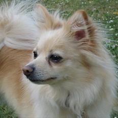 Pomeranian Fie