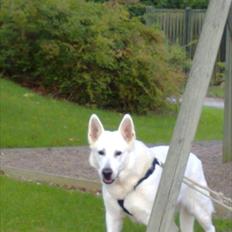 Hvid schæfer Joker (Nanok) Hvil i fred min dreng<3