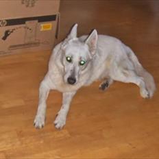 Hvid schæfer Joker (Nanok) Hvil i fred min dreng<3