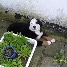 Blanding af racer Lulu