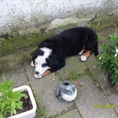 Blanding af racer Lulu