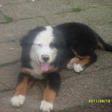 Blanding af racer Lulu